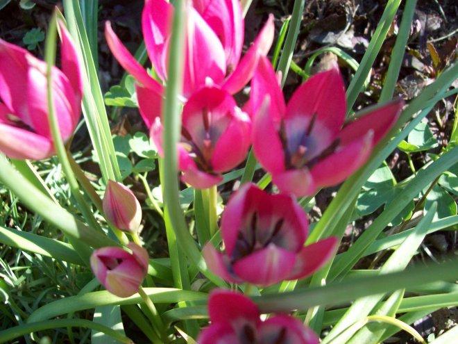 Moje klejnoty w ogrodzie, zdjęcie 22