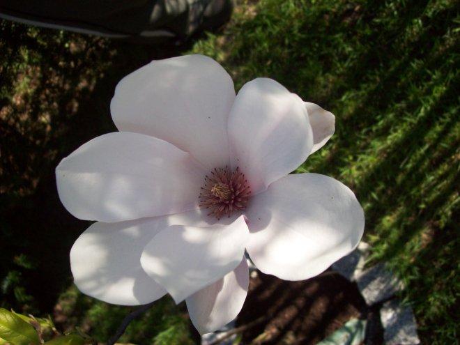 Moje klejnoty w ogrodzie, zdjęcie 23