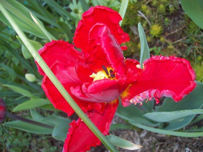 Moje klejnoty w ogrodzie, zdjęcie 15