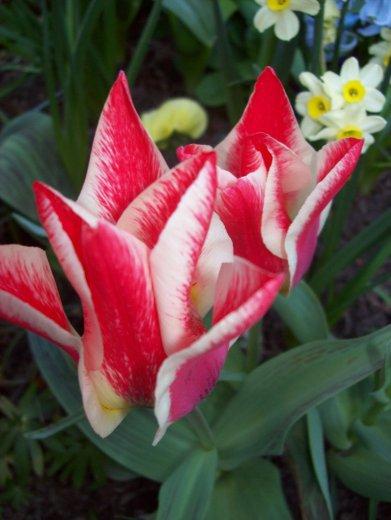 Moje klejnoty w ogrodzie, zdjęcie 1