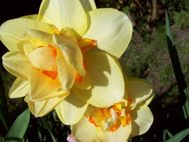 Moje klejnoty w ogrodzie, zdjęcie 18