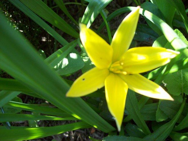 Moje klejnoty w ogrodzie, zdjęcie 19