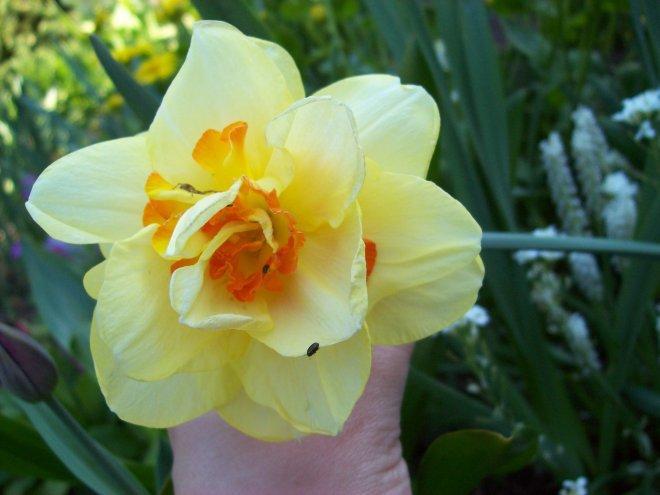 Moje klejnoty w ogrodzie, zdjęcie 3