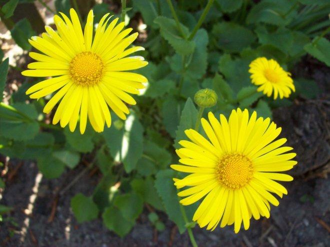 Moje klejnoty w ogrodzie, zdjęcie 10