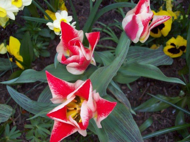 Moje klejnoty w ogrodzie, zdjęcie 17