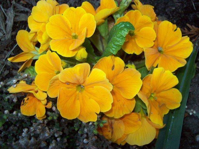 Moje klejnoty w ogrodzie, zdjęcie 8