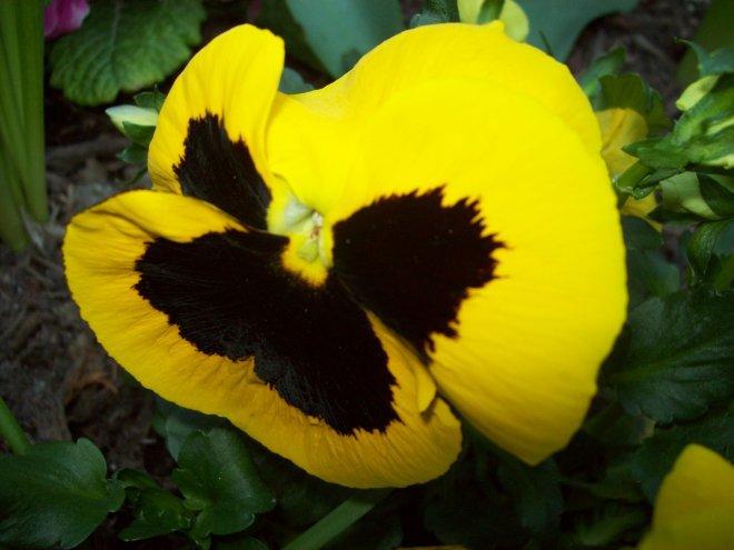 Moje klejnoty w ogrodzie, zdjęcie 2