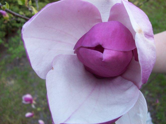 Moje klejnoty w ogrodzie, zdjęcie 14