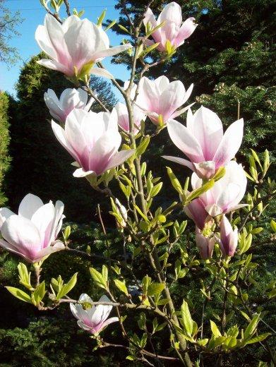 Moje klejnoty w ogrodzie, zdjęcie 12