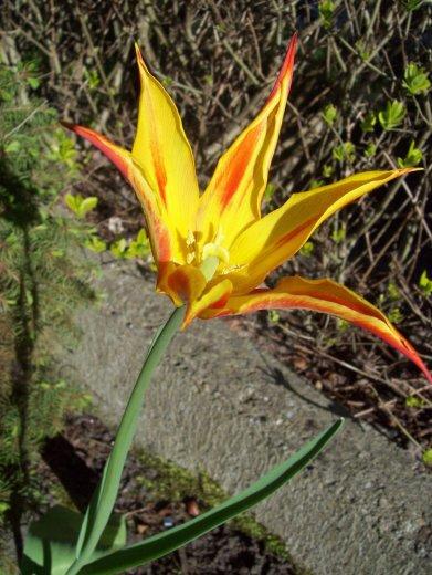 Moje klejnoty w ogrodzie, zdjęcie 7