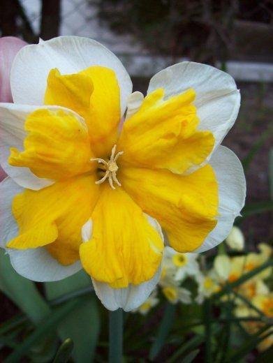 Moje klejnoty w ogrodzie, zdjęcie 9