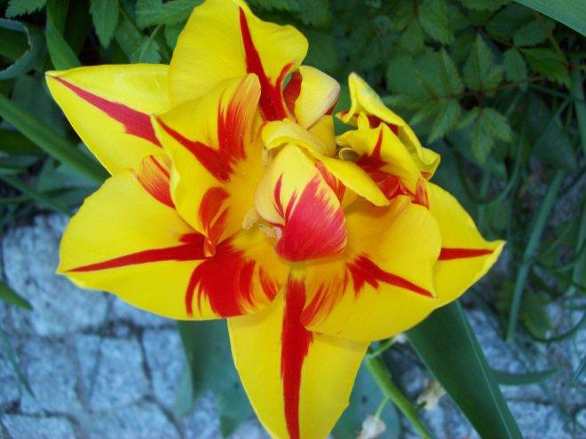 Moje klejnoty w ogrodzie, zdjęcie 21