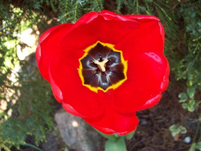 Moje klejnoty w ogrodzie, zdjęcie 13