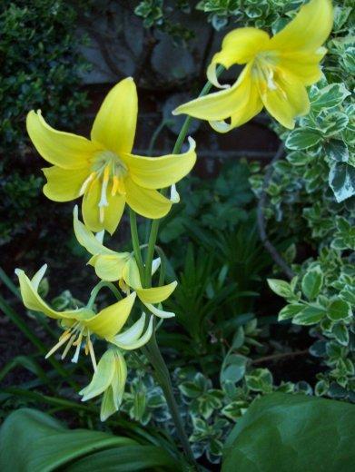 Moje klejnoty w ogrodzie, zdjęcie 16