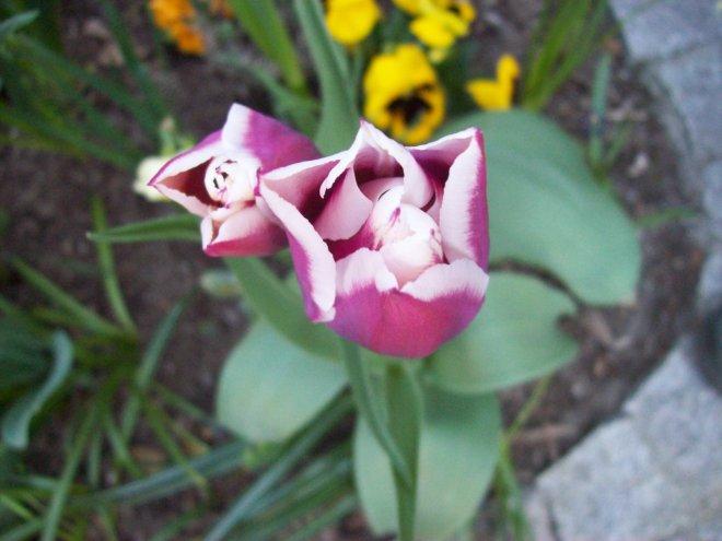 Moje klejnoty w ogrodzie, zdjęcie 6