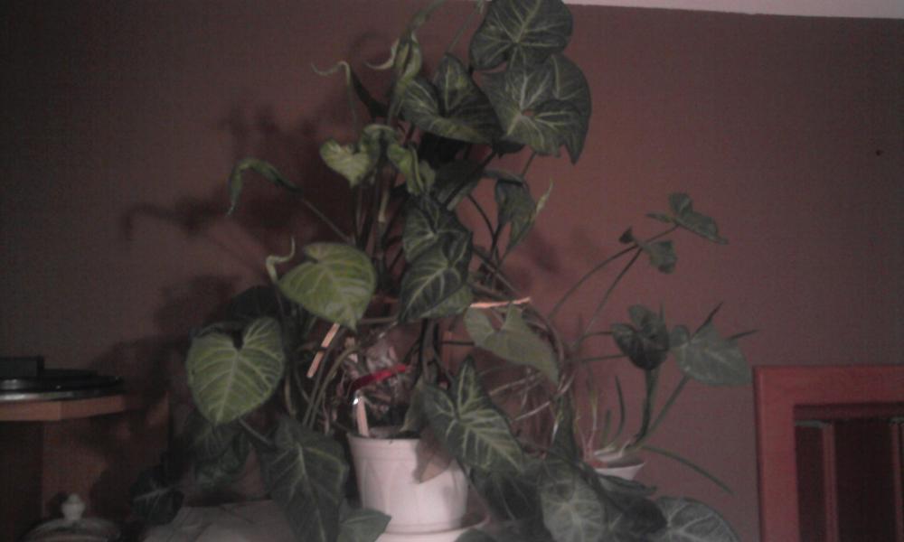 kilka kwiatków, zdjęcie 1