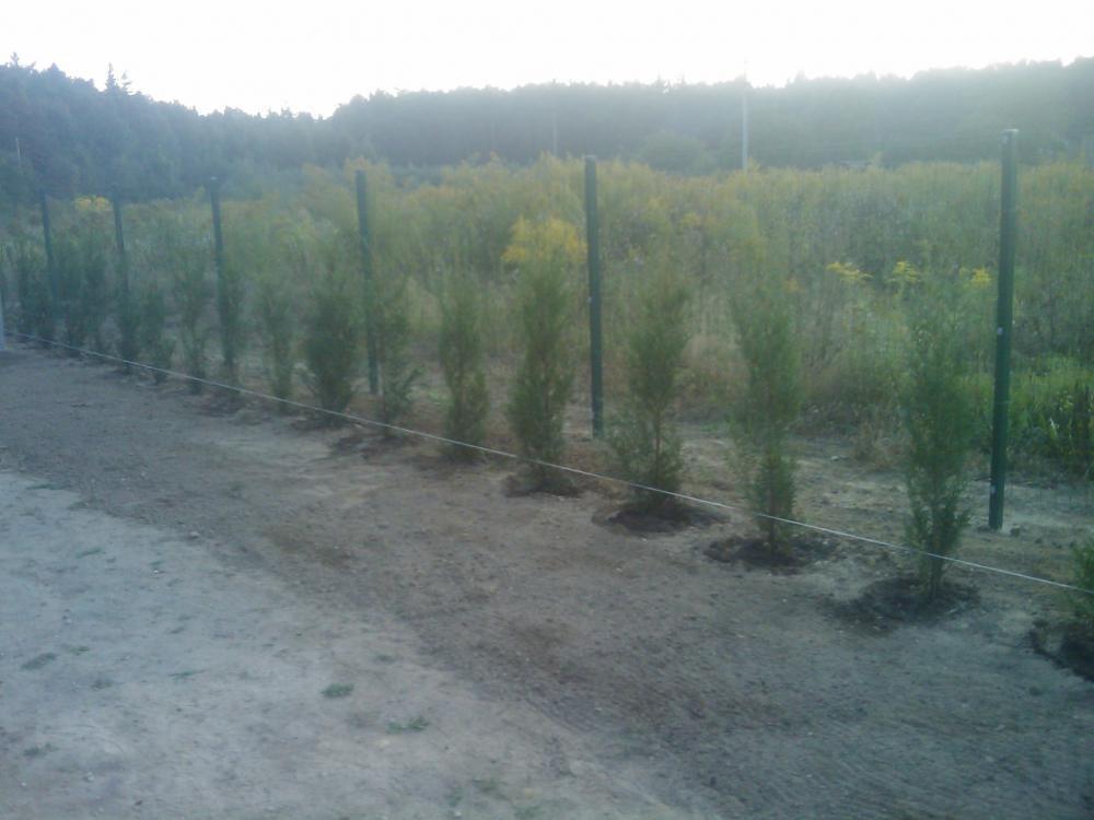 Narodziny ogrodu, zdjęcie 5