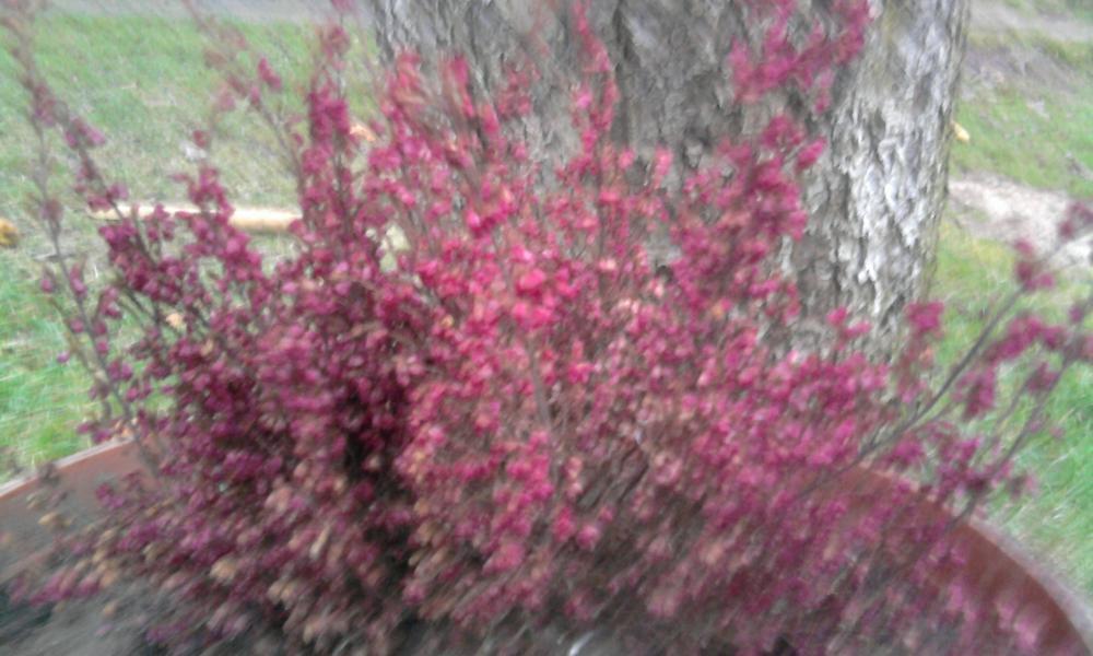 kwiateczki w moim ogródku..., zdjęcie 2