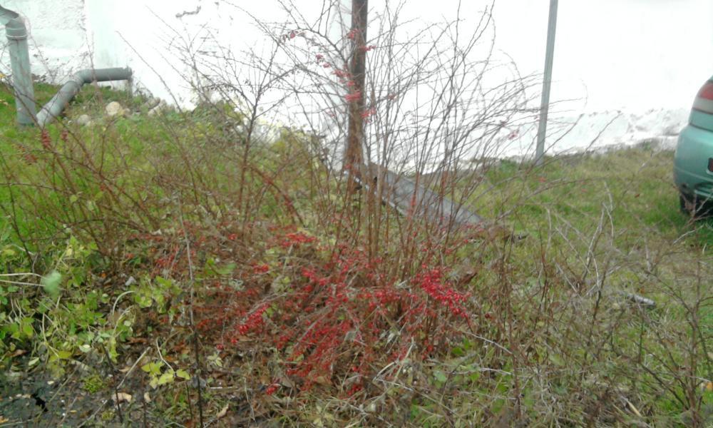 kwiateczki w moim ogródku..., zdjęcie 1