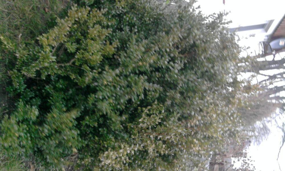 krzew i drzewo .:), zdjęcie 2