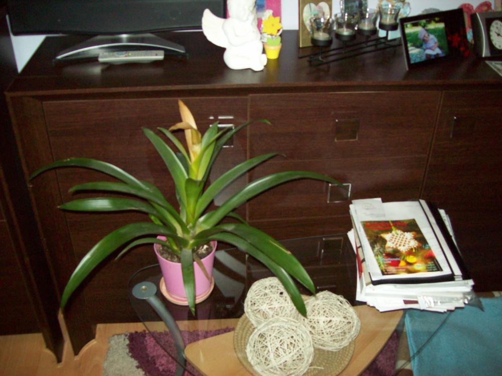 Mój mały pokoik, który zwę gabinetem, zdjęcie 1