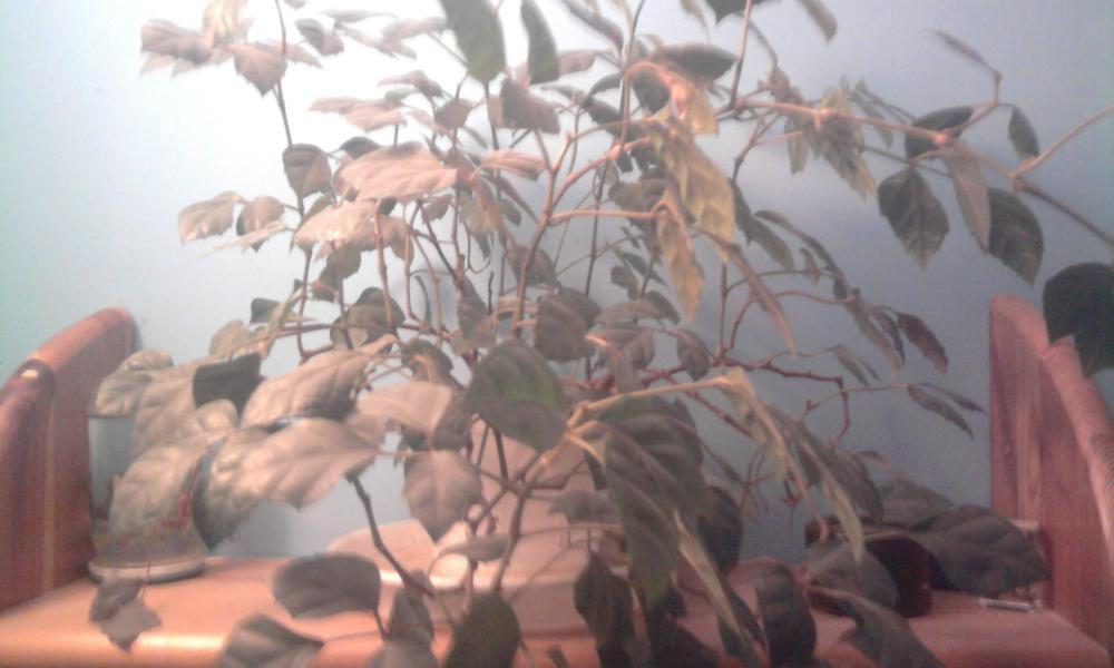 kwiateczek i półeczka, zdjęcie 2