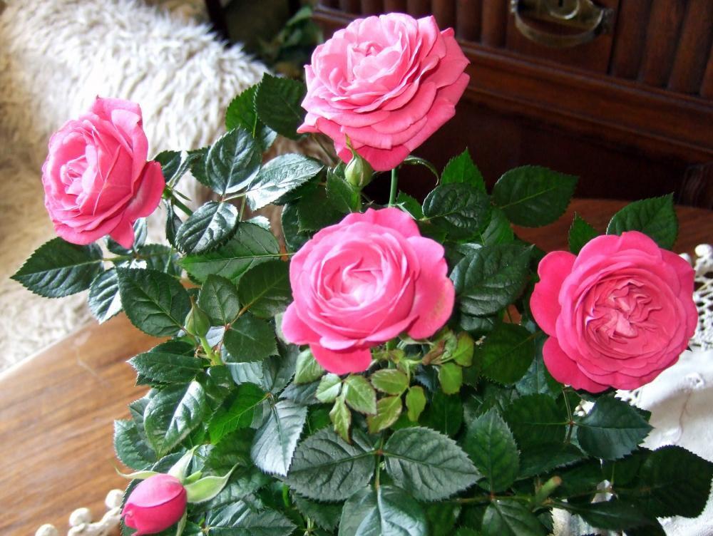 Róże doniczkowe, zdjęcie 3