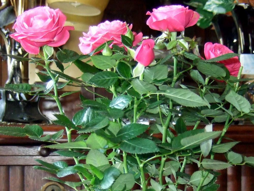 Róże doniczkowe, zdjęcie 1