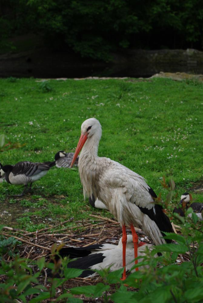 Goście w ogrodzie, zdjęcie 1