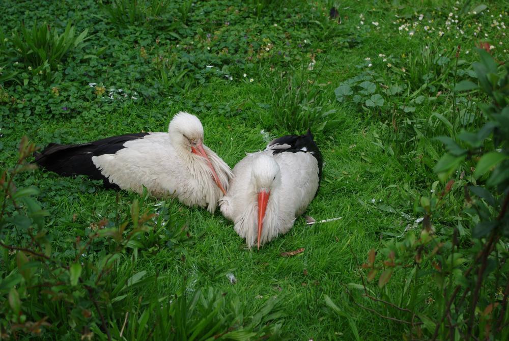 Goście w ogrodzie, zdjęcie 4
