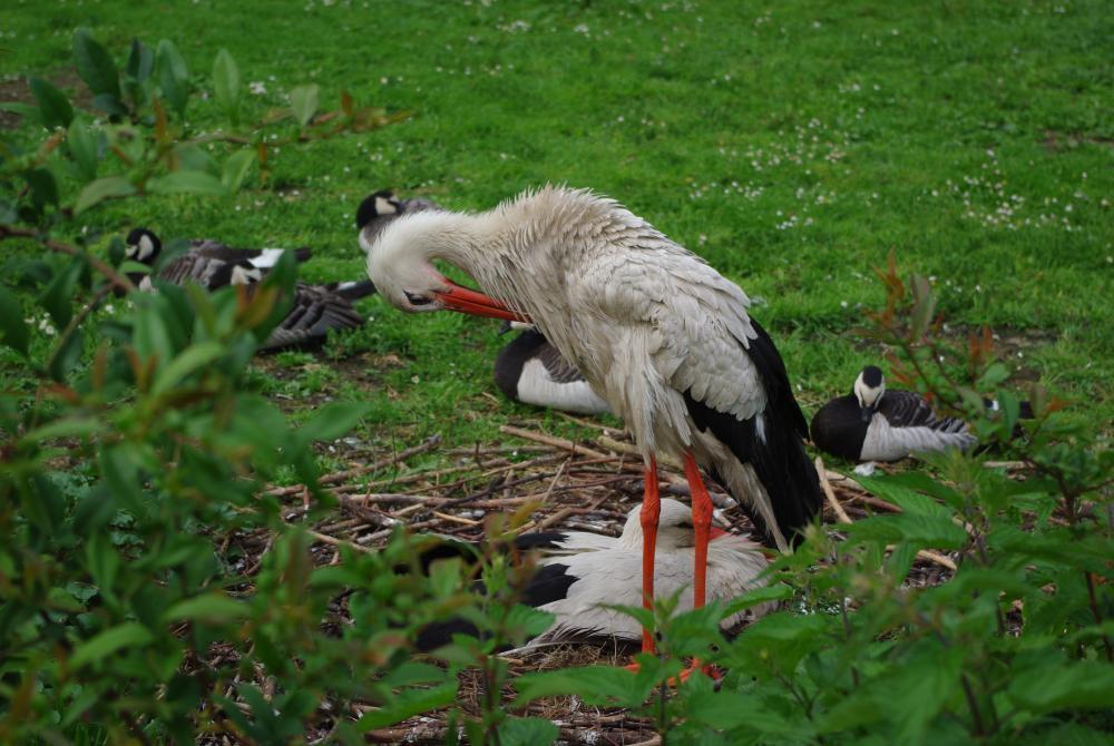 Goście w ogrodzie, zdjęcie 5