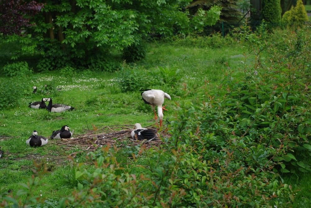 Goście w ogrodzie, zdjęcie 2
