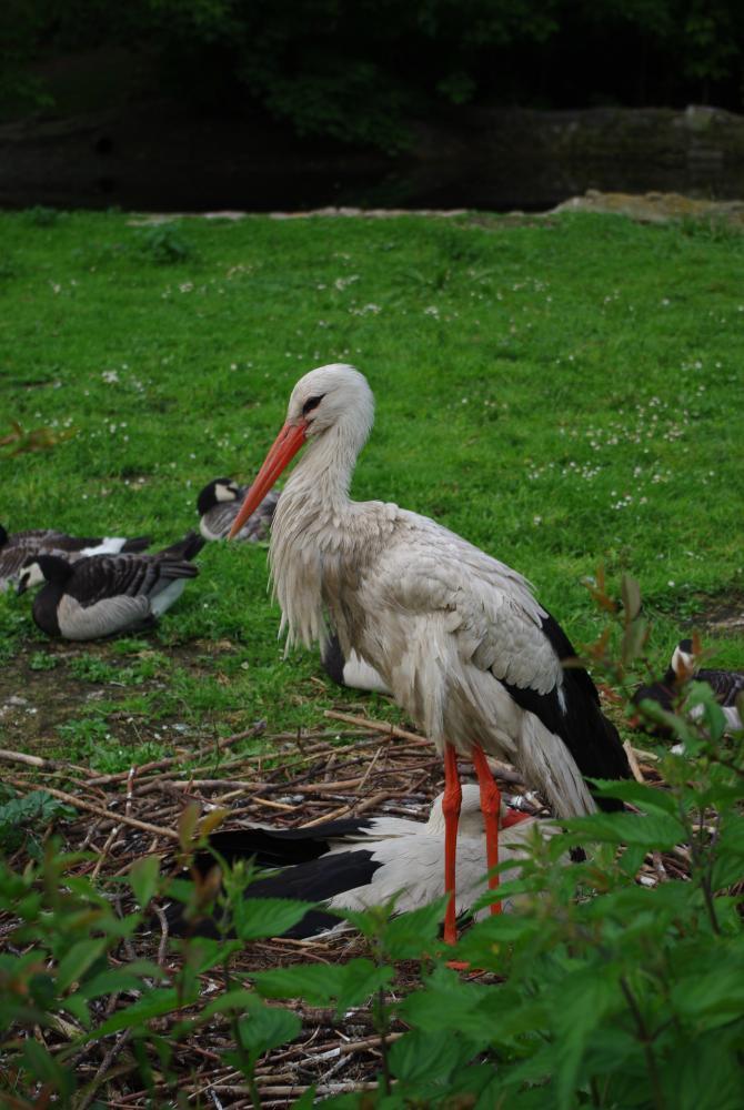 Goście w ogrodzie, zdjęcie 8