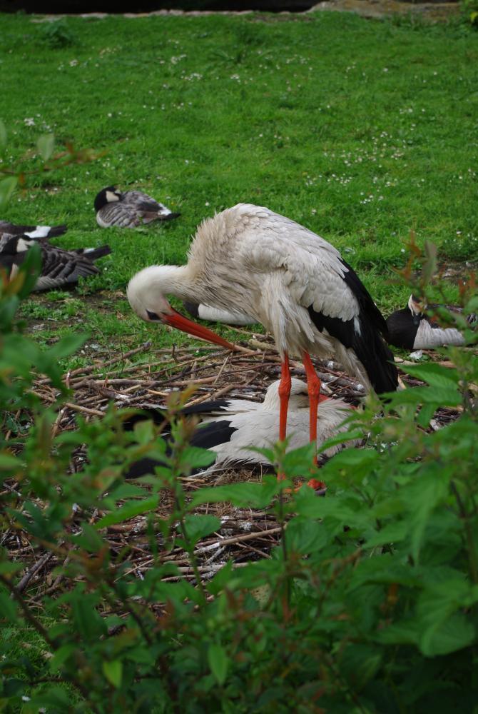 Goście w ogrodzie, zdjęcie 6