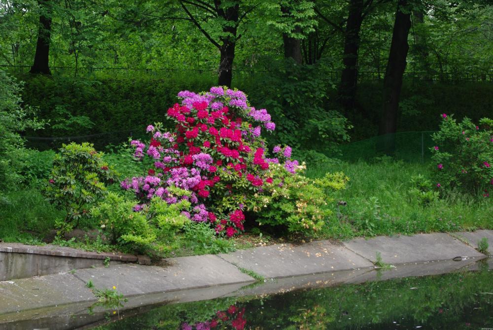 W ogrodzie u mamusi, zdjęcie 4