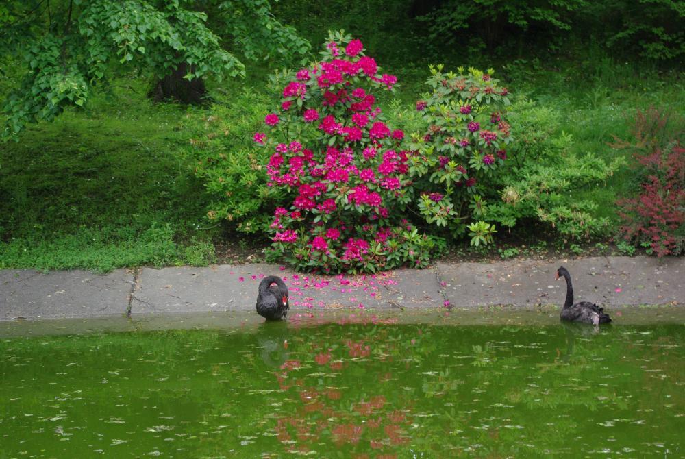 W ogrodzie u mamusi, zdjęcie 3