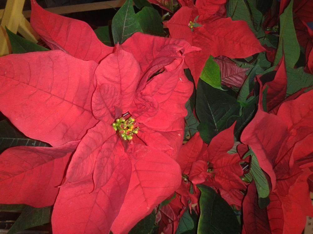 Nasze Święta :), zdjęcie 1