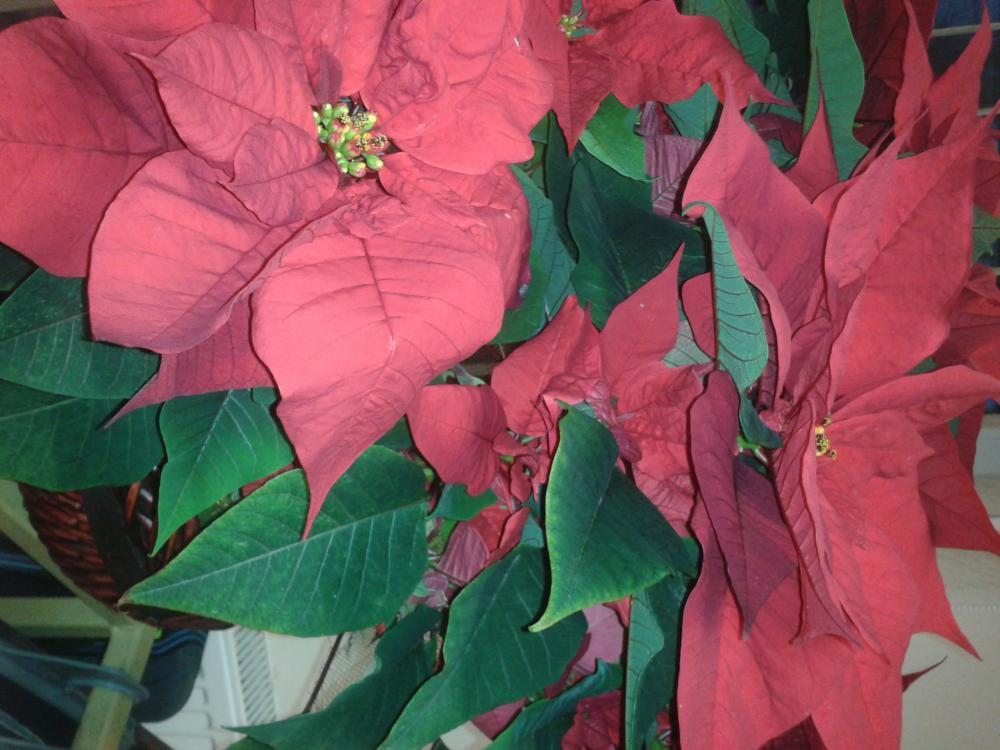 Nasze Święta :), zdjęcie 3