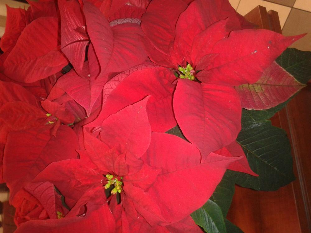 Nasze Święta :), zdjęcie 2