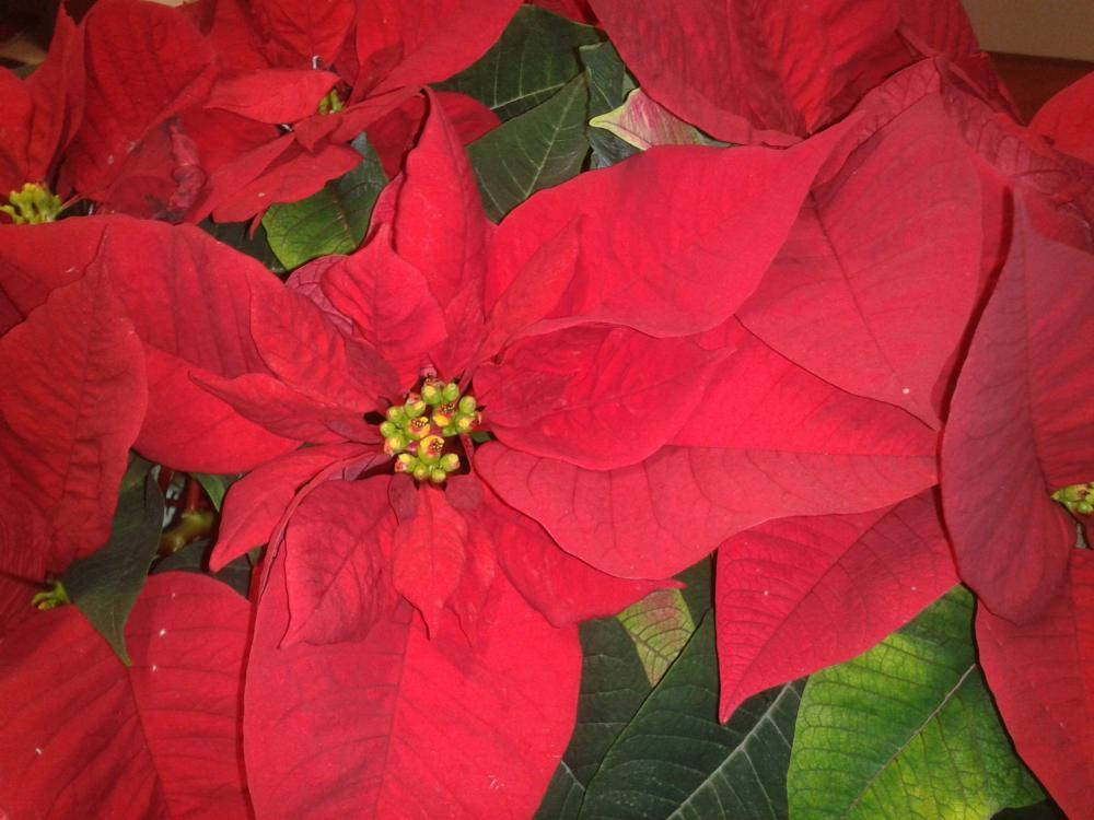 Nasze Święta :), zdjęcie 4