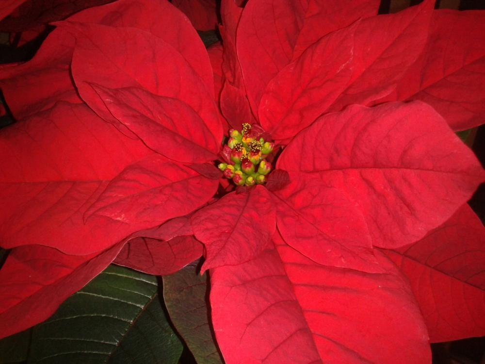 Nasze Święta :), zdjęcie 5