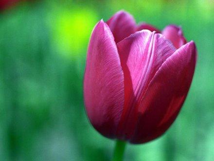 Tulipany...., zdjęcie 2