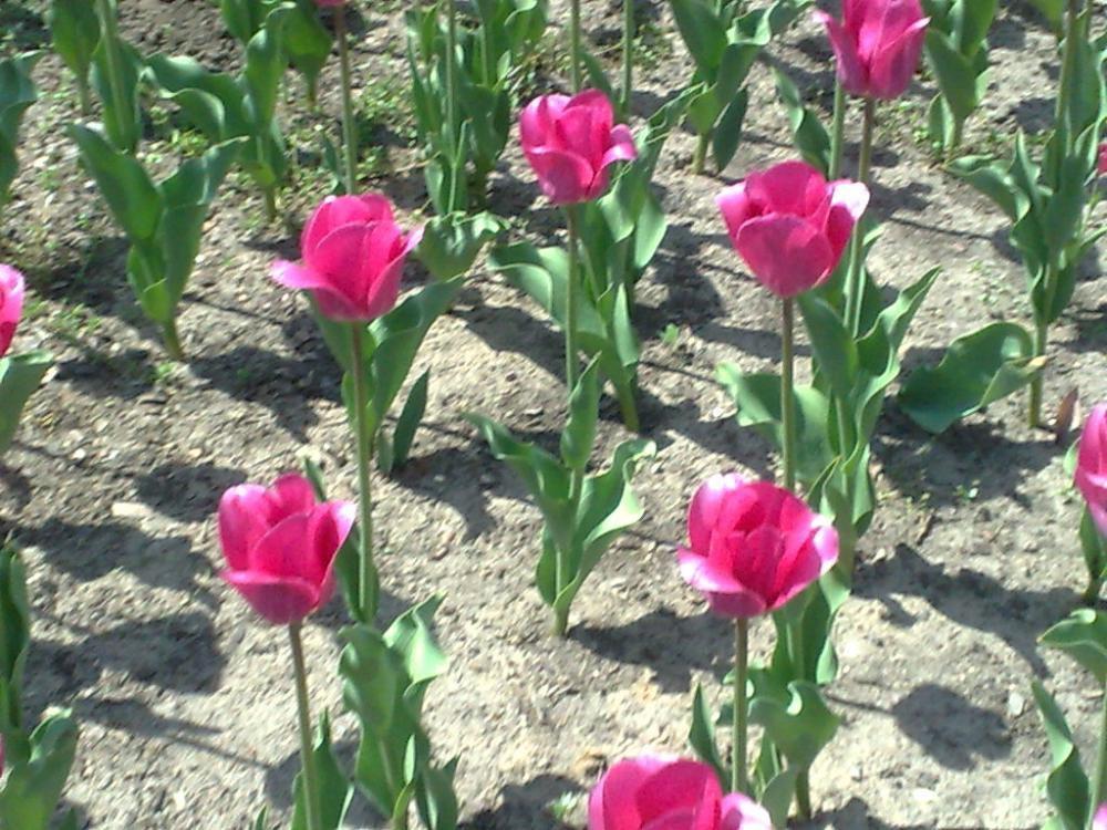 Tulipany...., zdjęcie 1