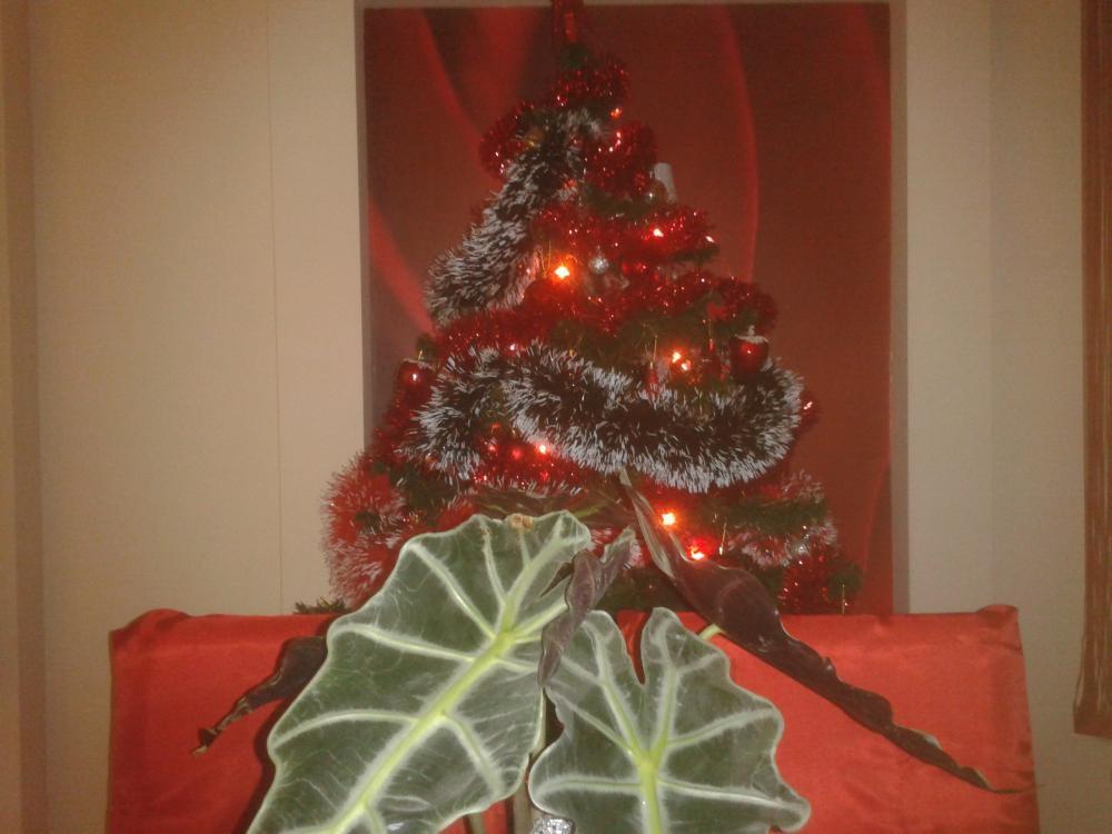 U Nas już barrrdzo świątecznie:), zdjęcie 2