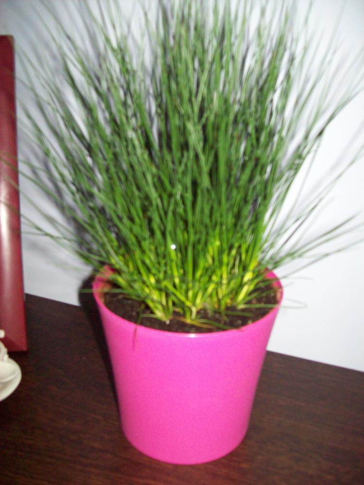 W moim domku, zdjęcie 1