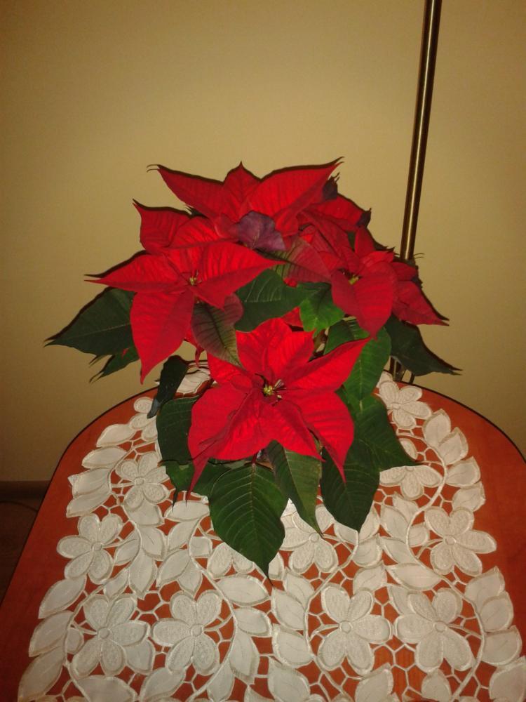 święta w moim domu, zdjęcie 9