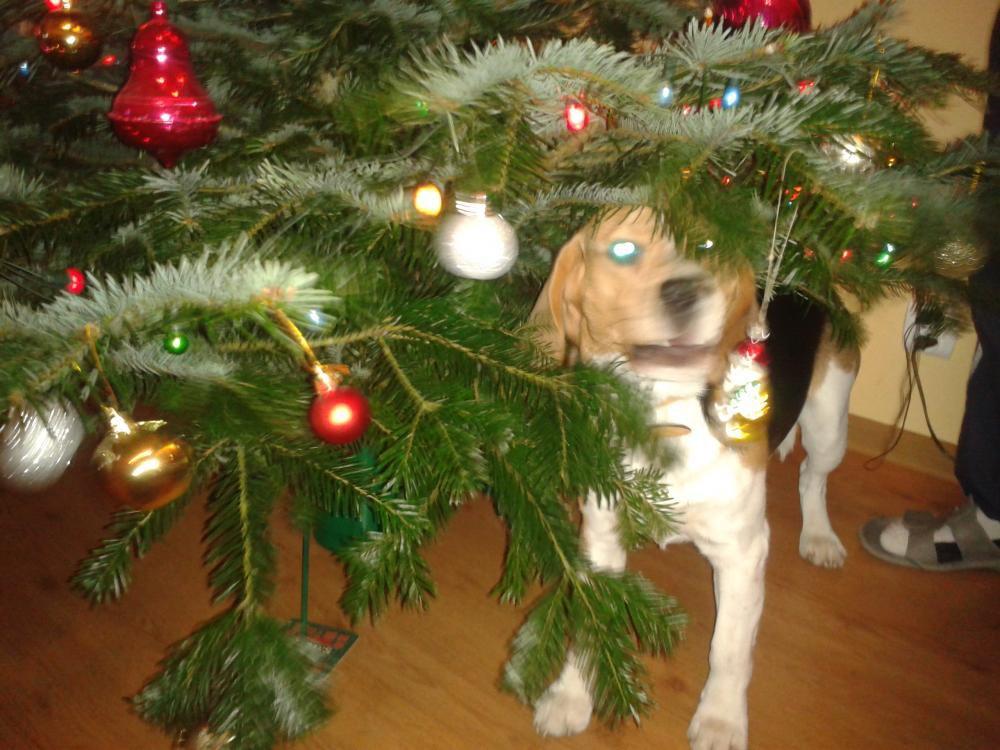 święta w moim domu, zdjęcie 4