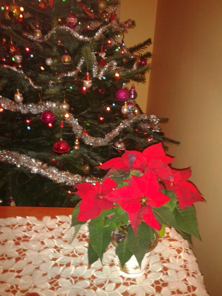 święta w moim domu, zdjęcie 6