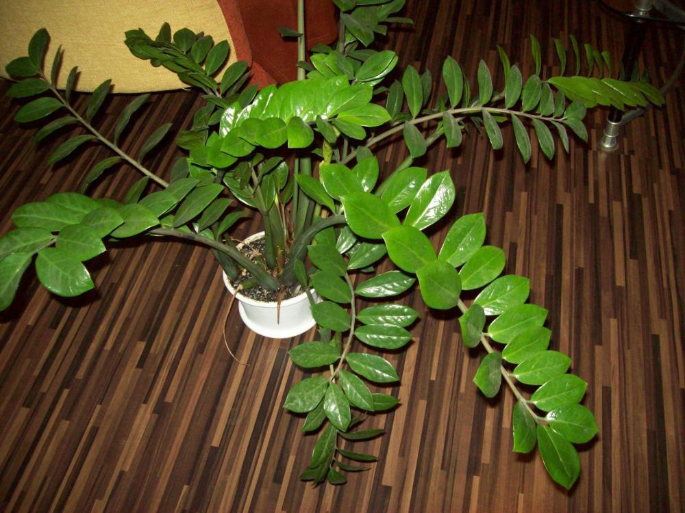 WOODSTOCK LONGITUDINAL- najpiękniejsze panele, zdjęcie 2