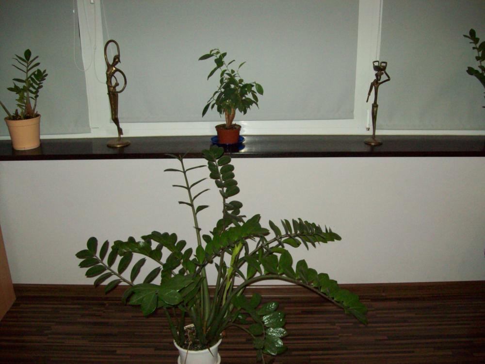 W naszym salonie, zdjęcie 26